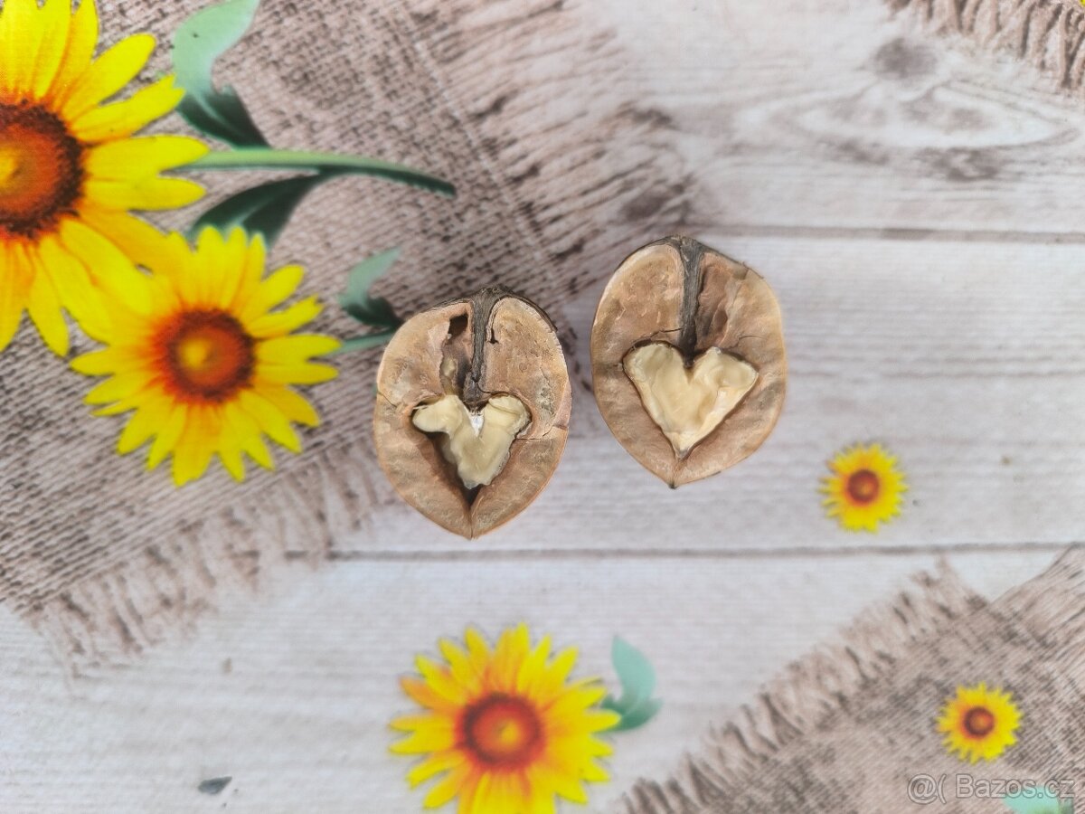 Vlašské ořechy loupané i neloupané 2025 - 2