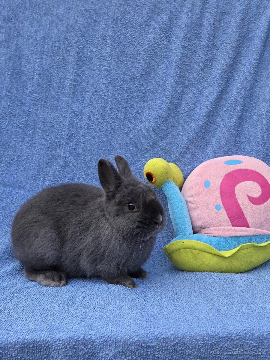 Mini miminka přeprava po celé ČR - 2