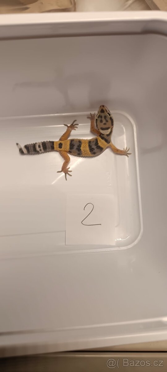 Gekončík noční - 2