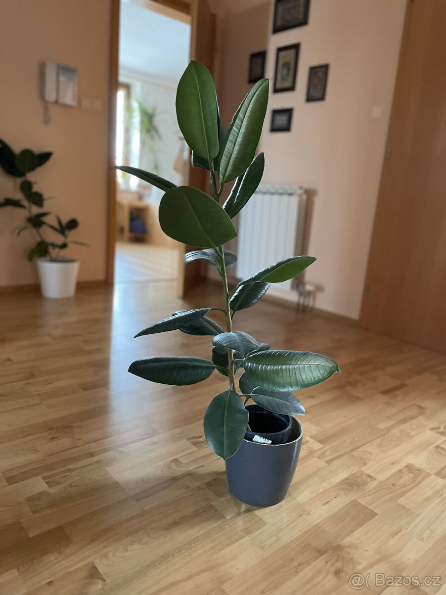 Fíkus - výška cca 100 cm - 2