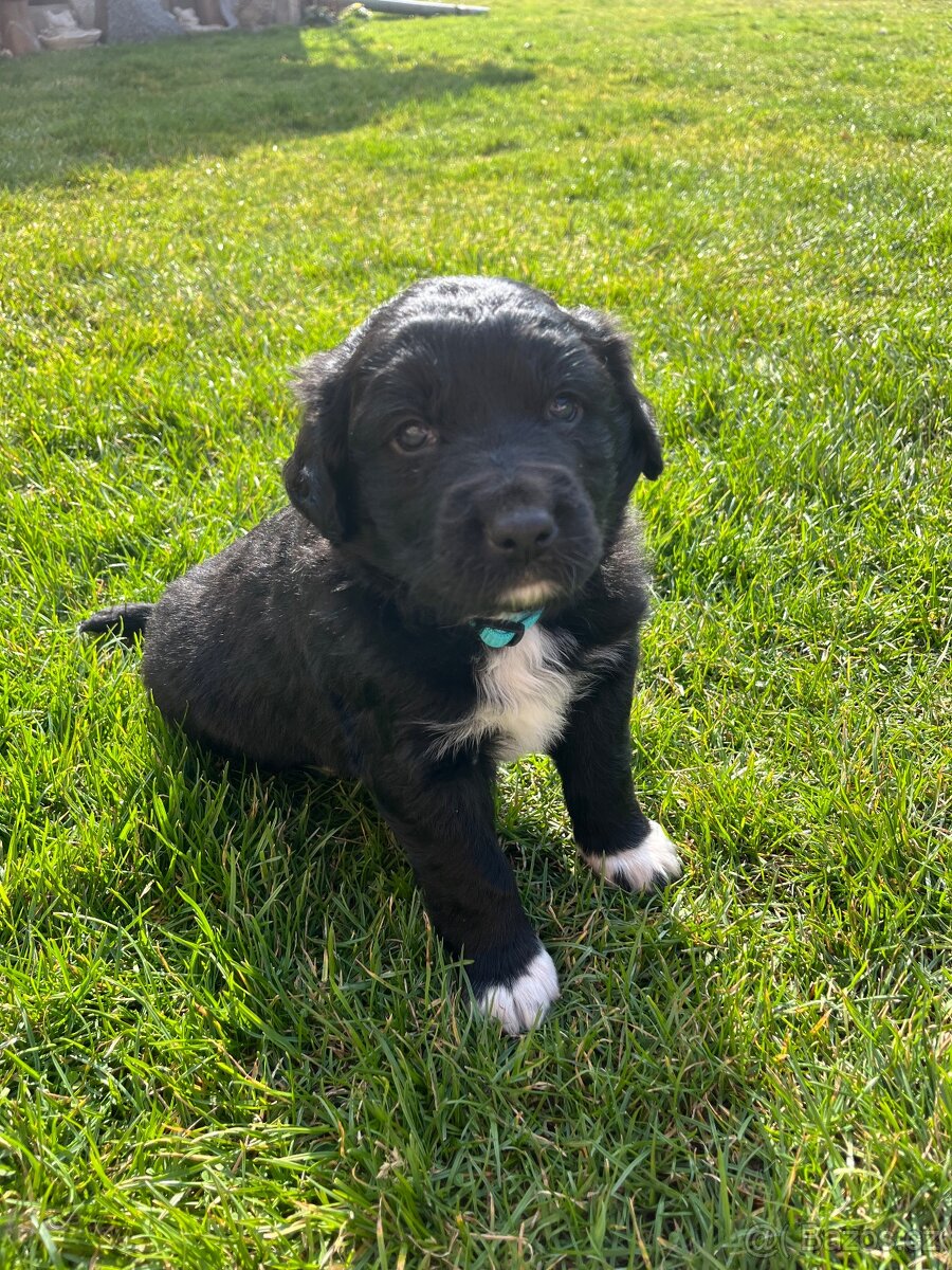 Štěňata kříženci border kolie - 2