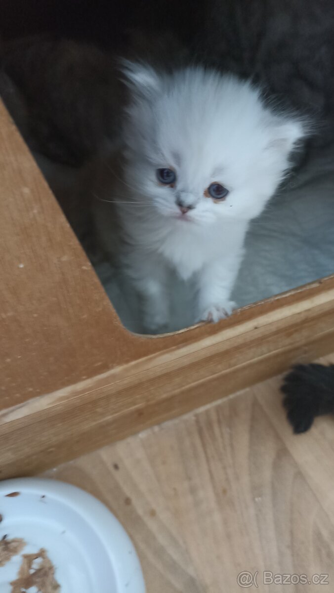 Britská kočička s PP - 2