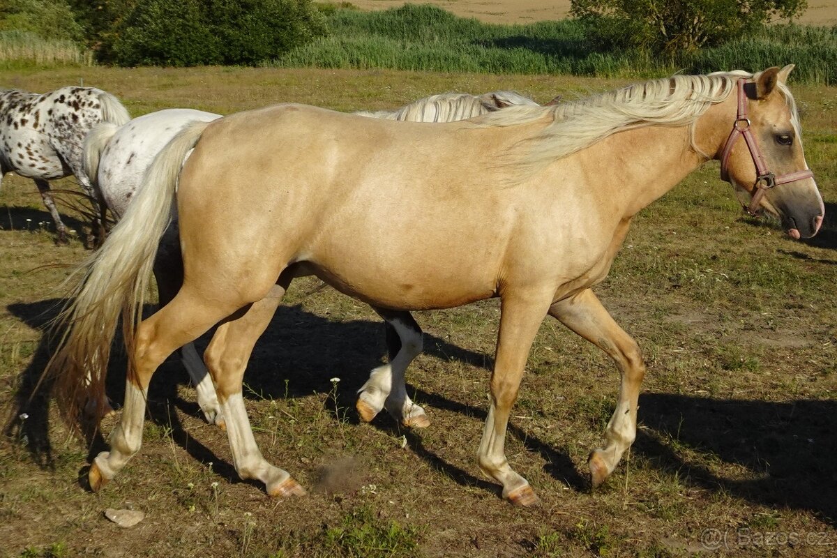 Prodám klisnu welsh pony, sekce B. - 2