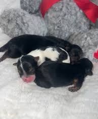 Jorkšír Biewer x čivava - 2