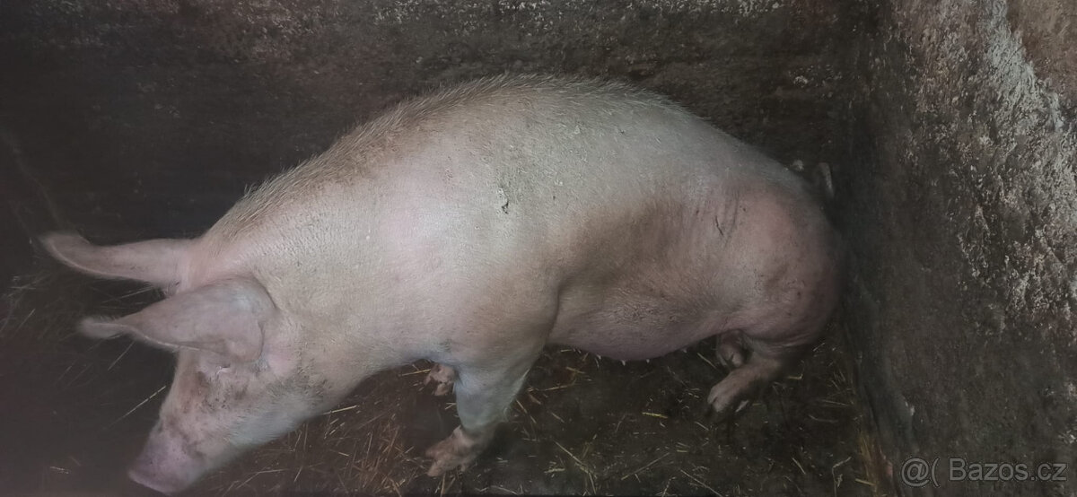 Prodám prase cca 220 kg, krmené bramborama, řepou a šrotem - 2