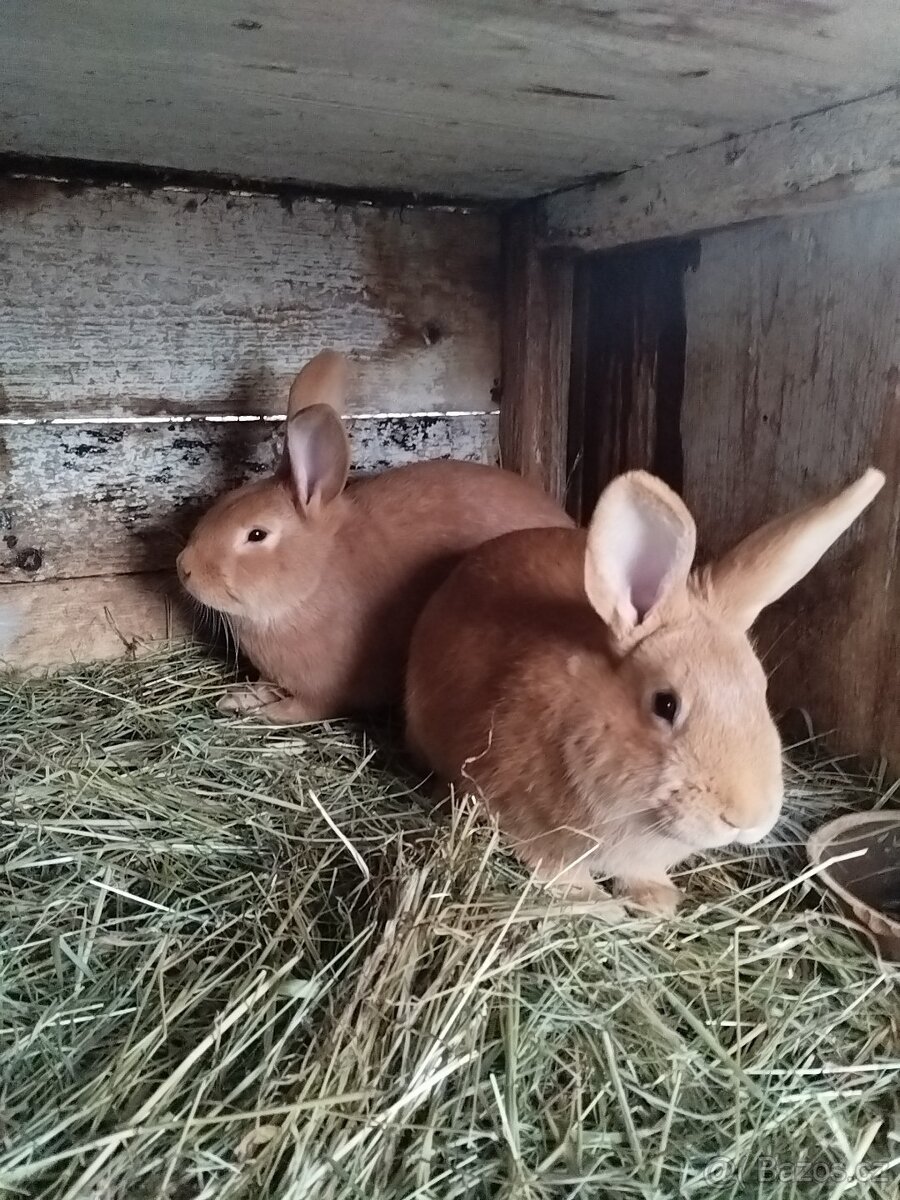 Burgundský králík - 2