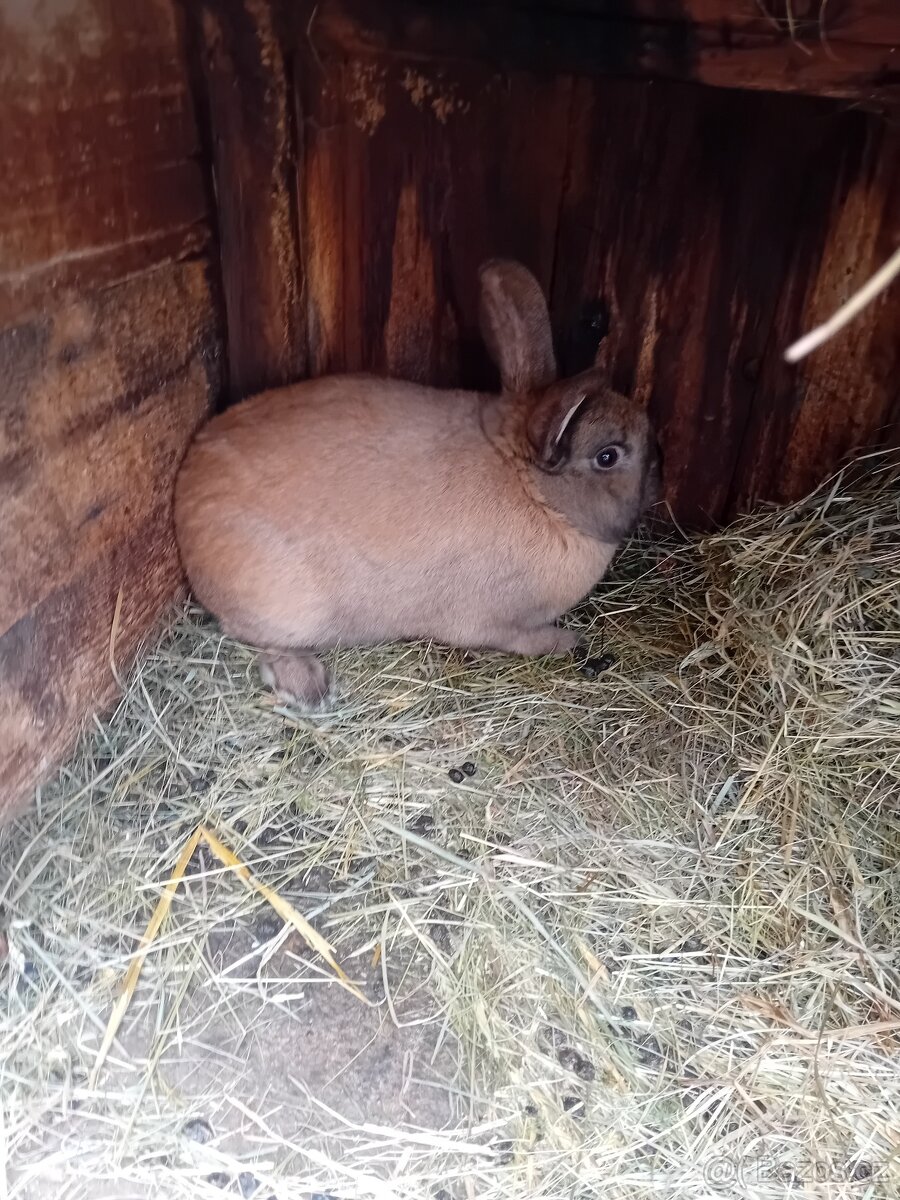 Králík durynský samec - 2