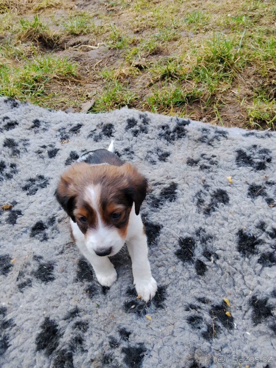 Štěňata - 2