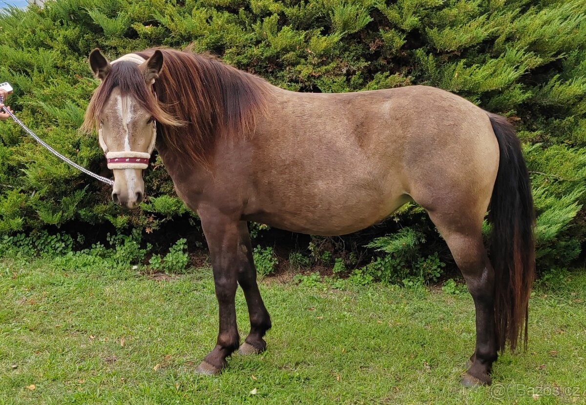 WPBr plavá tříletá kobylka - 2