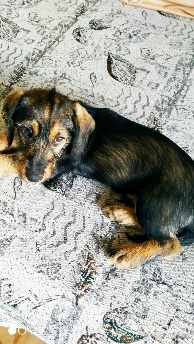 Nabízím štěně jezevčíka (kříženec drsnos. a krátkosrstý) - 2