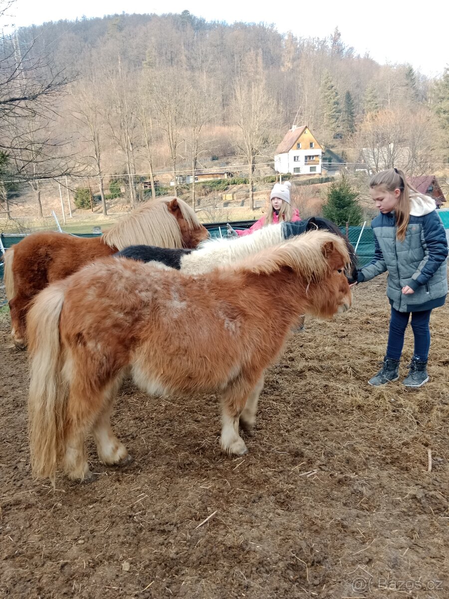 shetland pony s PP - 2