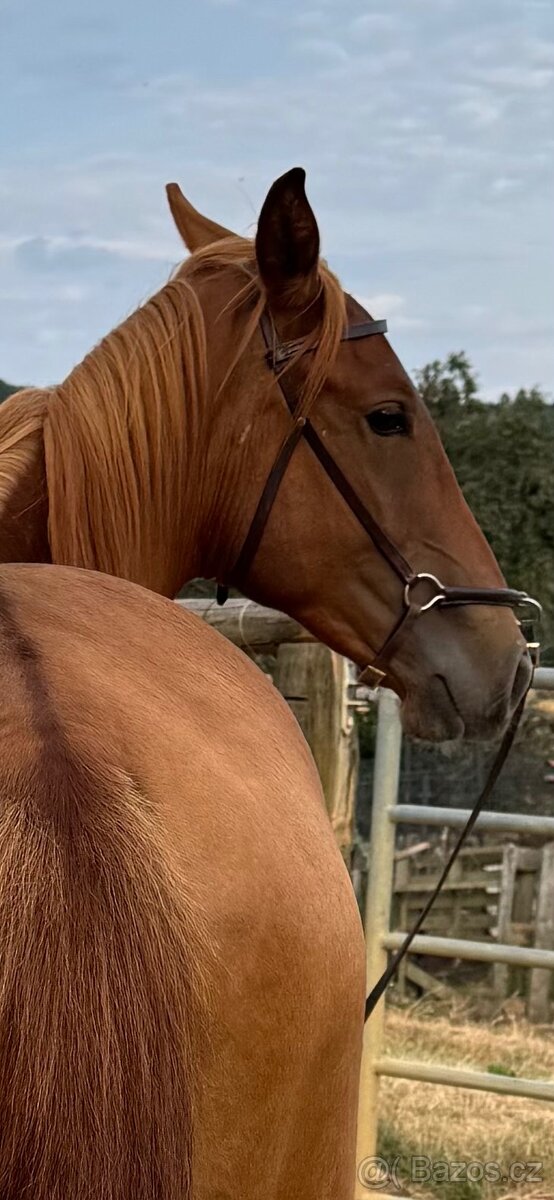 Lusitsno hřebec PSL z ověřeného spojení - 2