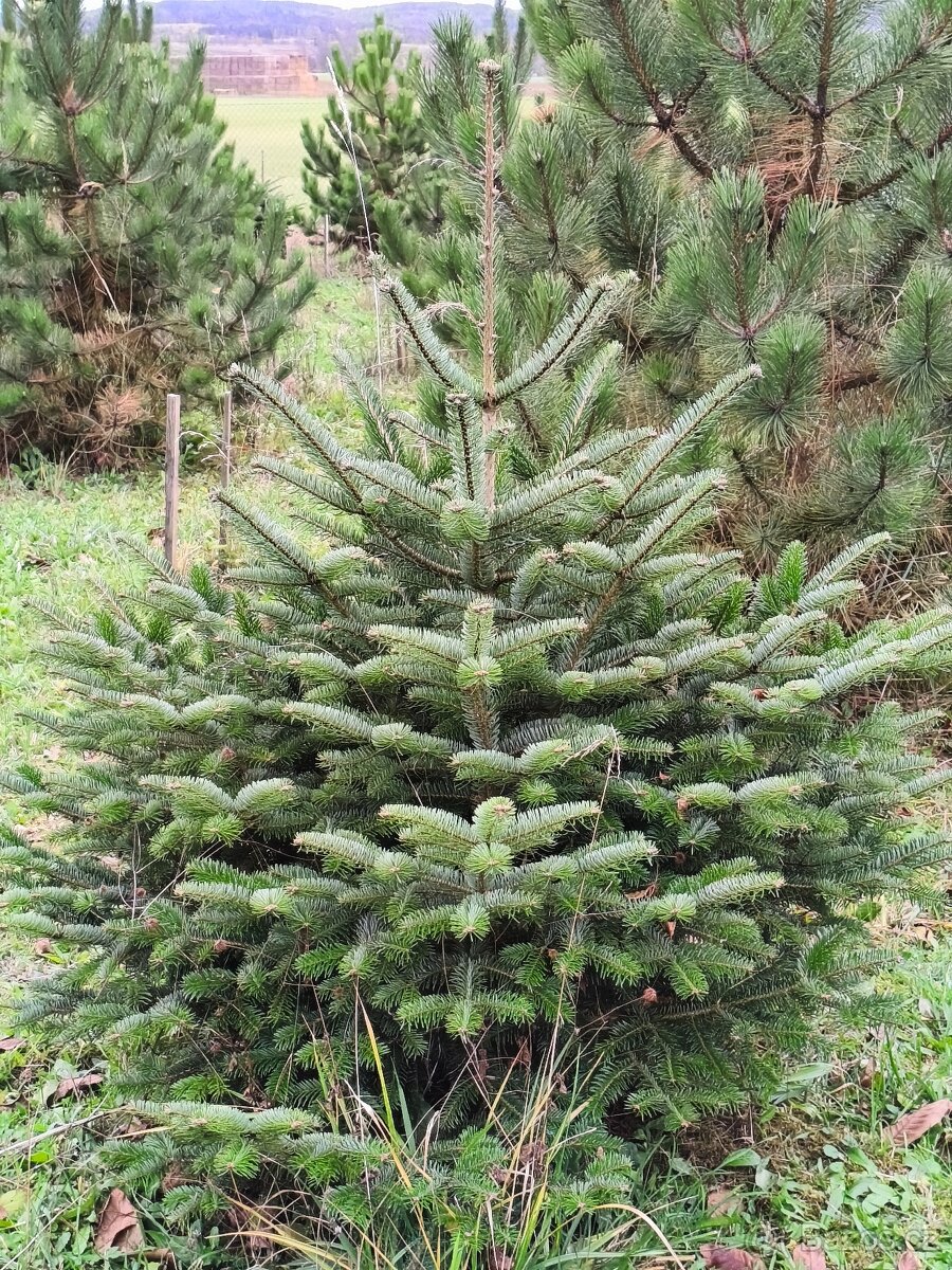 Vánoční stromek - čerstvý - 2