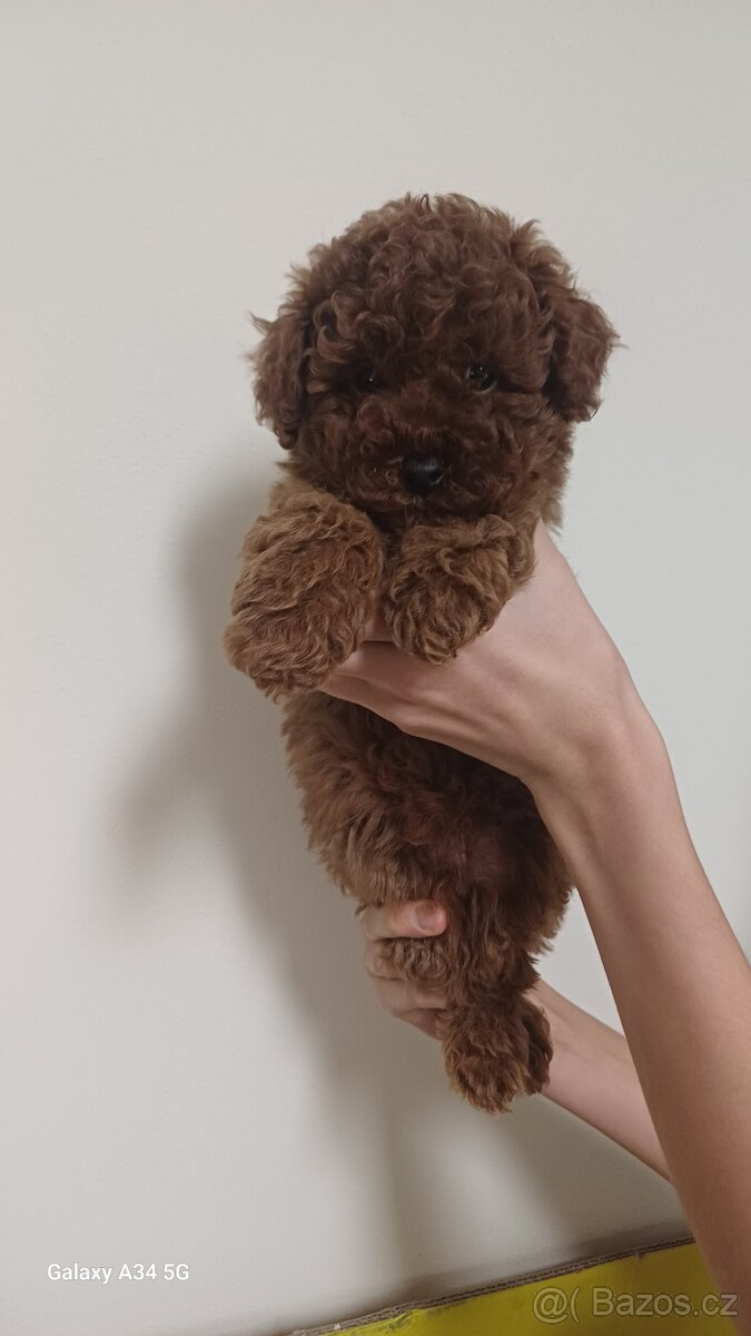 Miminka toy pudlů - 2