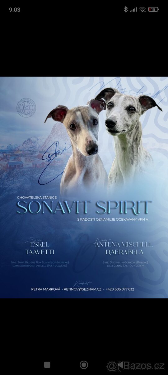 Vipet/Whippet - prodej štěňata s PP - 2