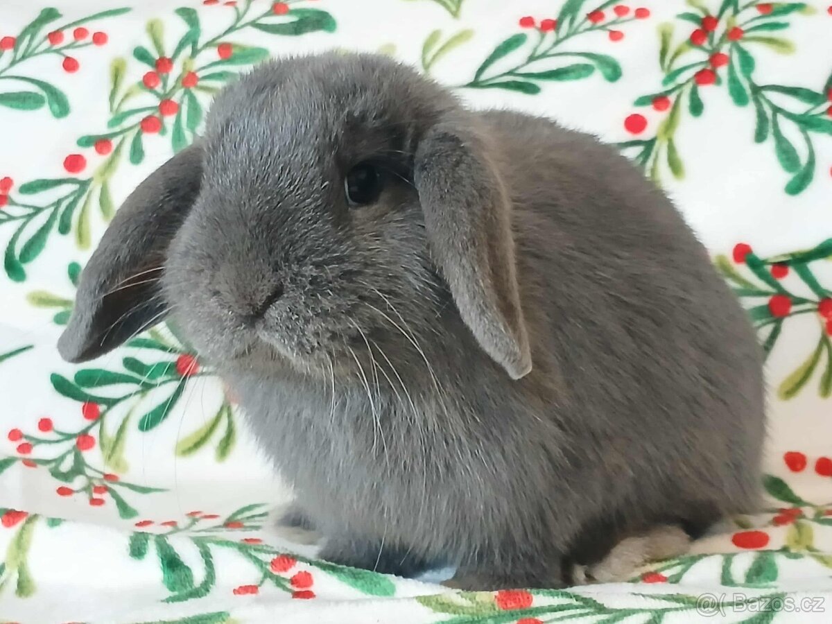 Volná samička - Anglický Zakrslý Beránek MiniLop🍑🧡🤍 - 2