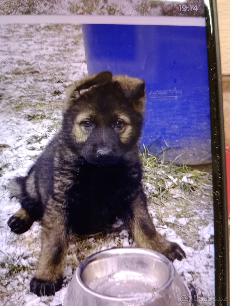 Německý ovčák - 2