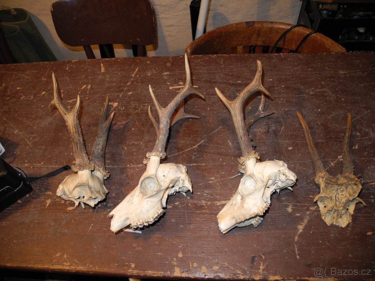 srnčí parůžky - 2