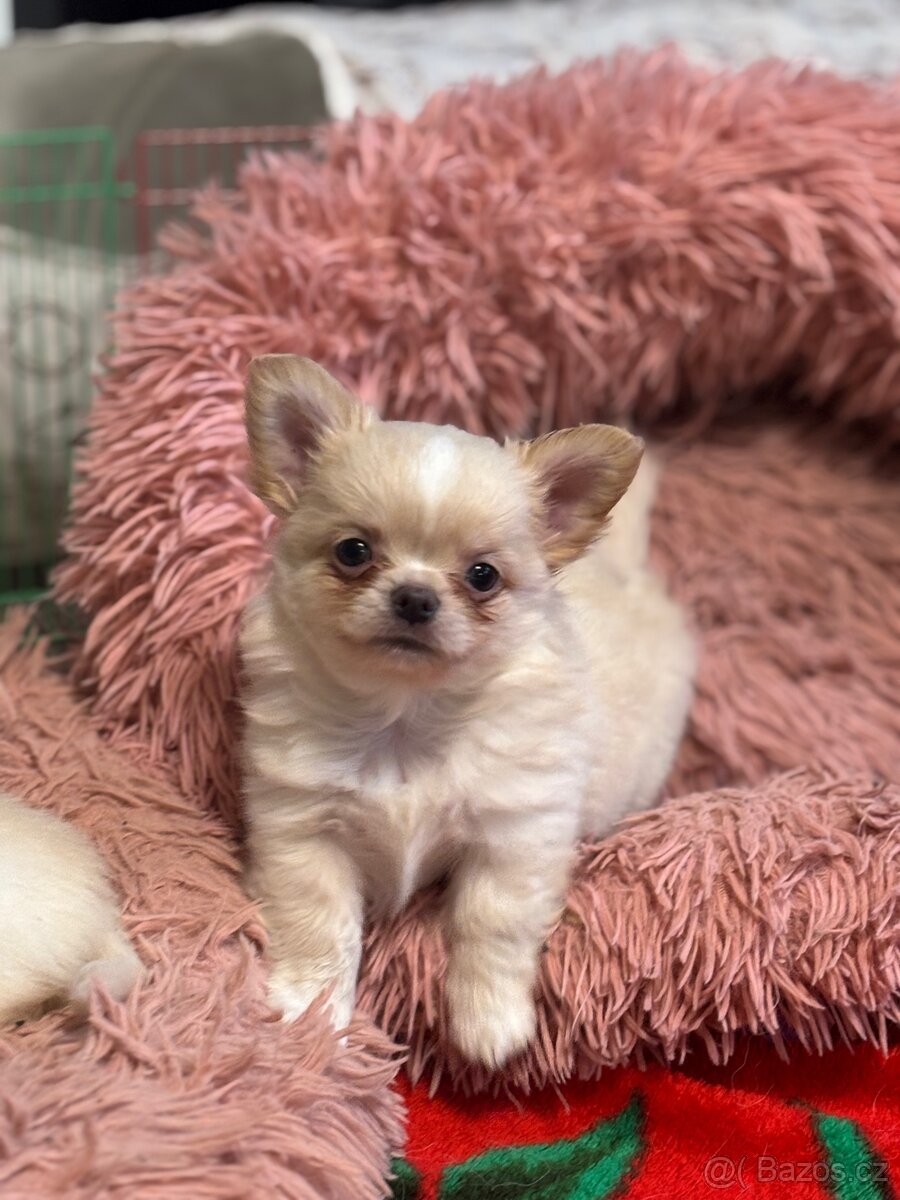 Čivava s PP FCI pejsci - 2