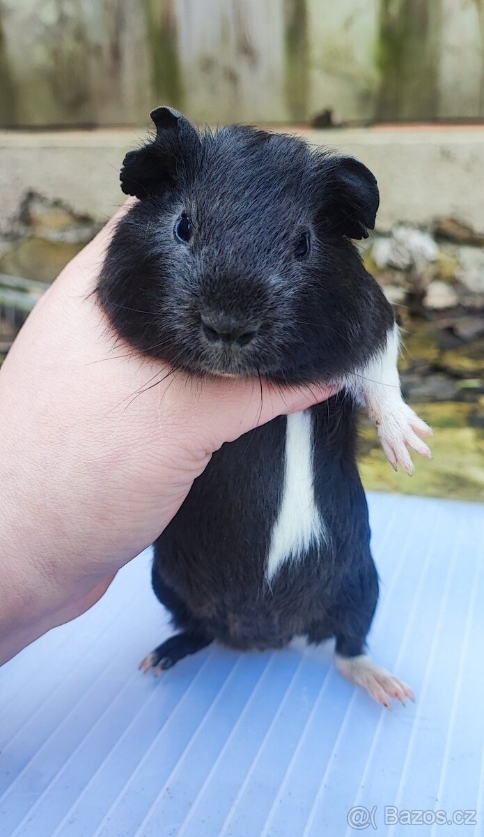 Samečci morčat - 2