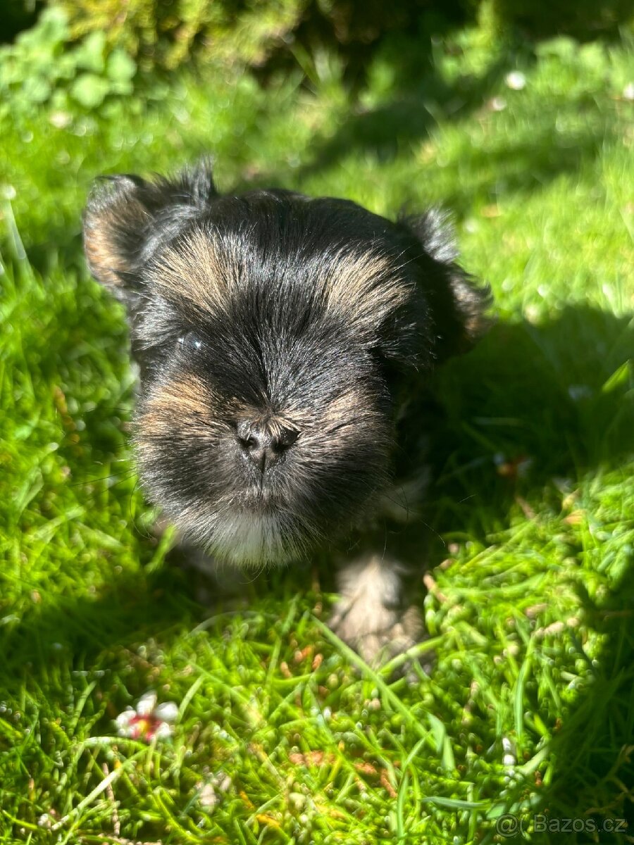 Yorkšírský teriér - 2