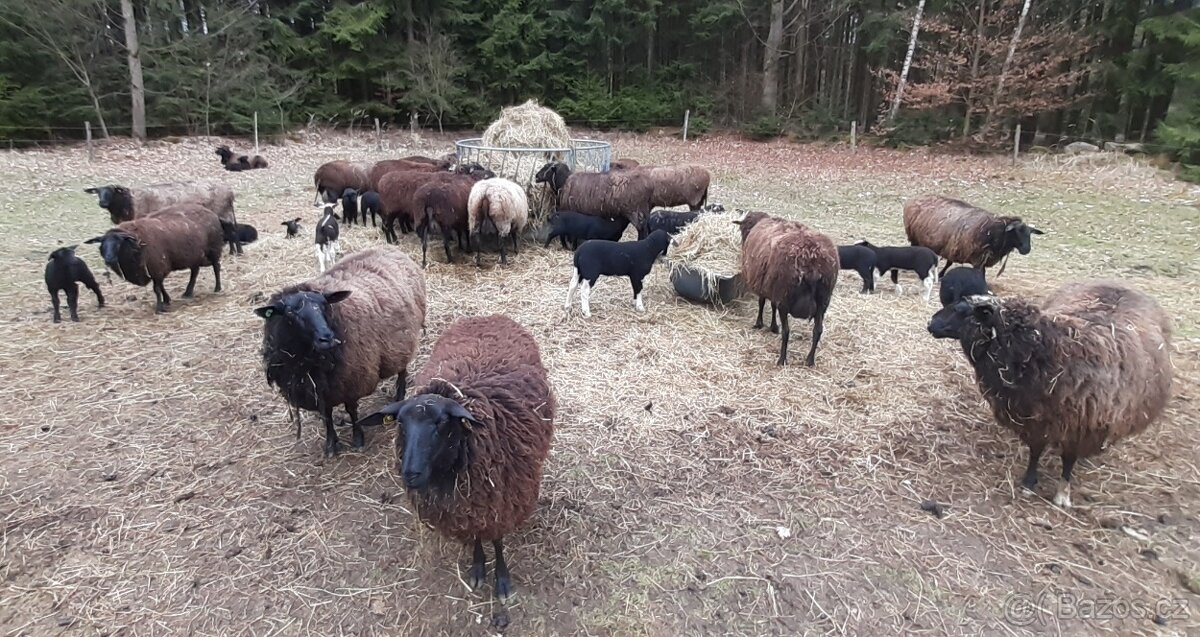 VÝCHODOFRÍSKÁ OVCE - 2