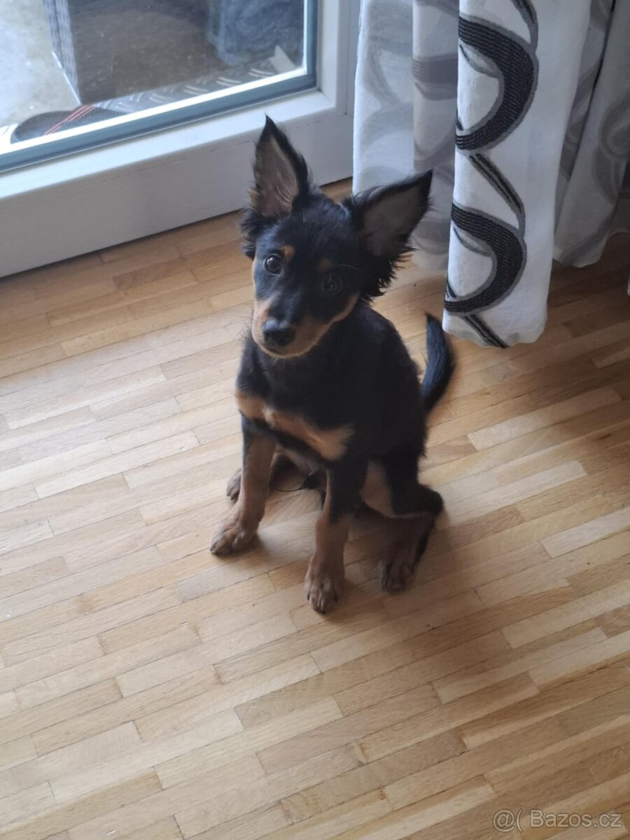 Trpasličí pinč - 2