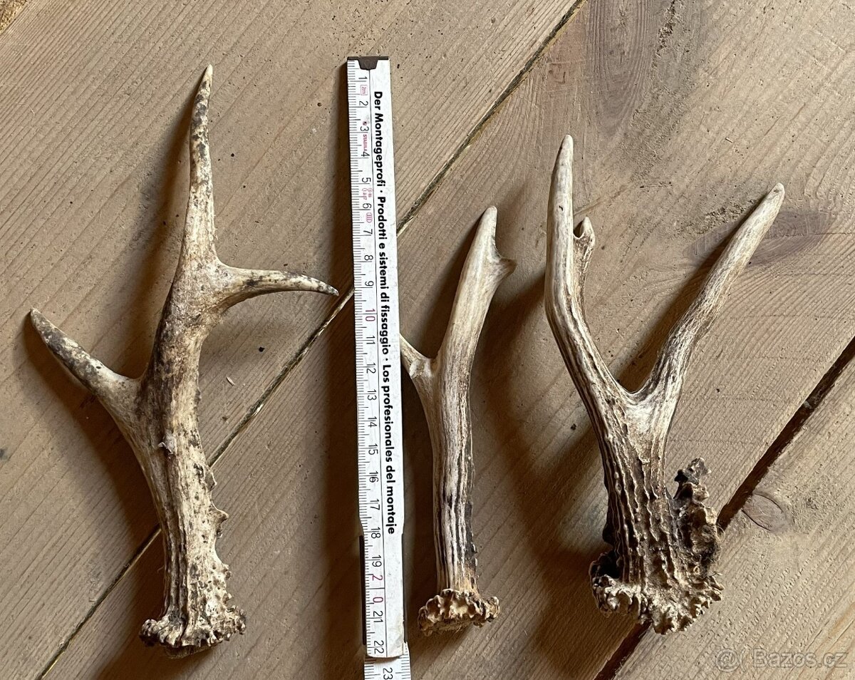 Srnčí paroží - 2