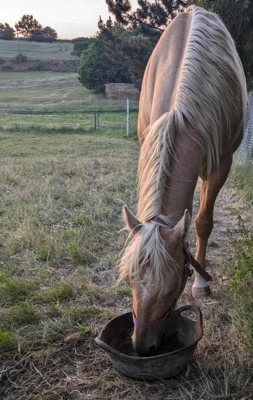 Appaloosa valach - 2