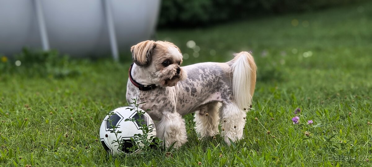 Shih Tzu, krytí - 2