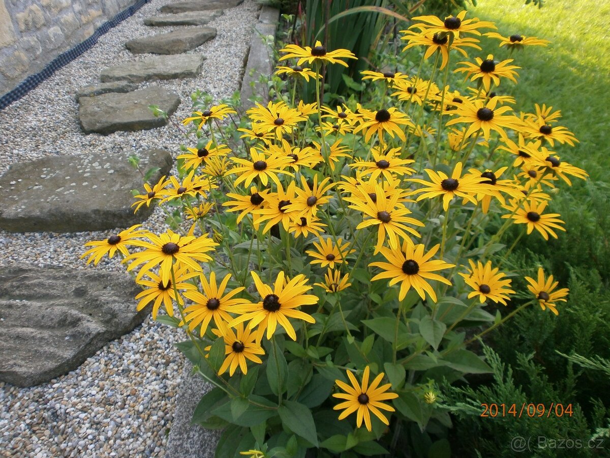 Trvalky - přebytky ze zahrady - 2