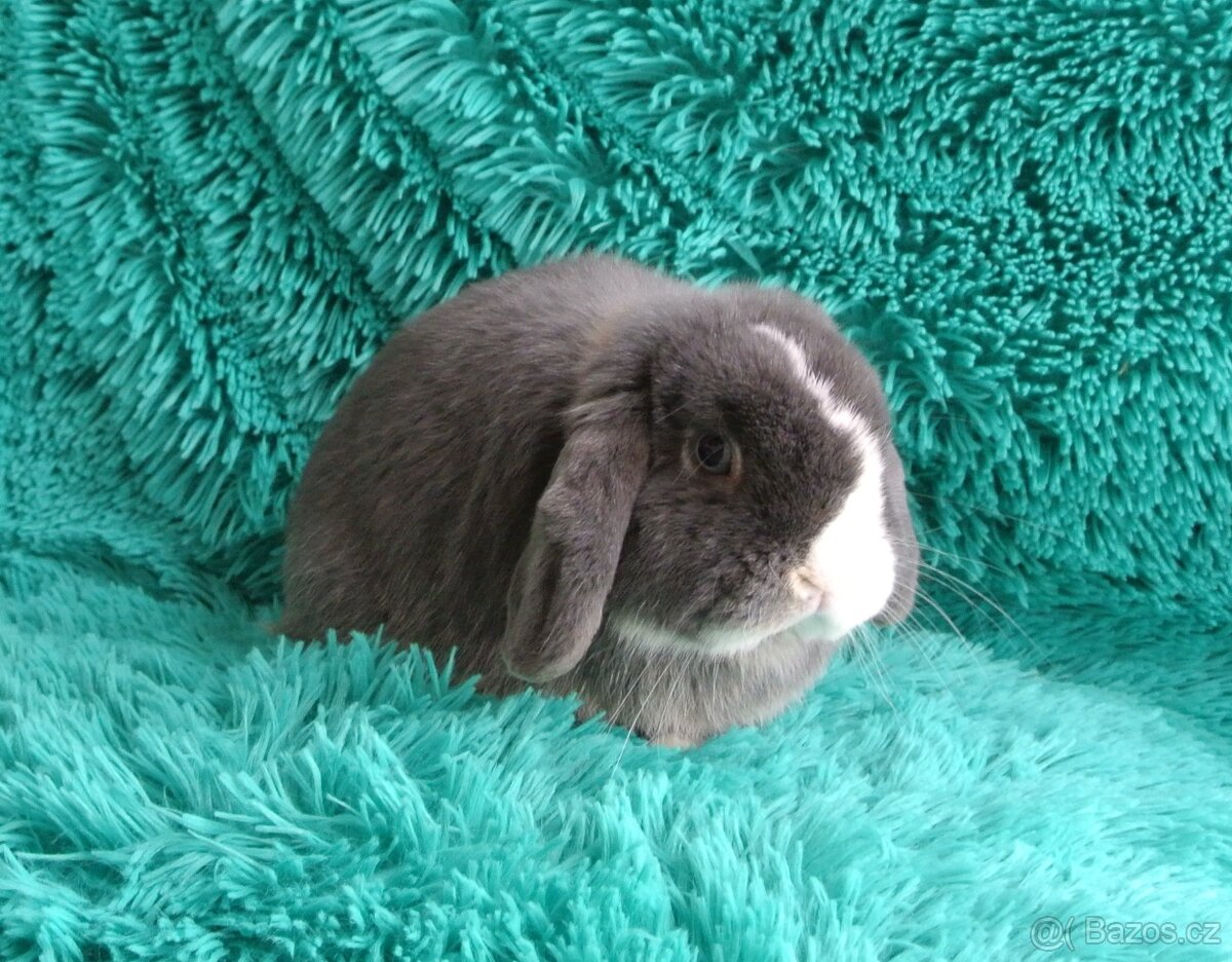 minilop - beránci - 2