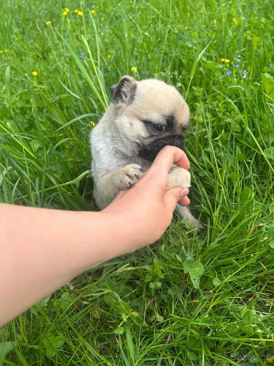Krásné štěně - mops - 2