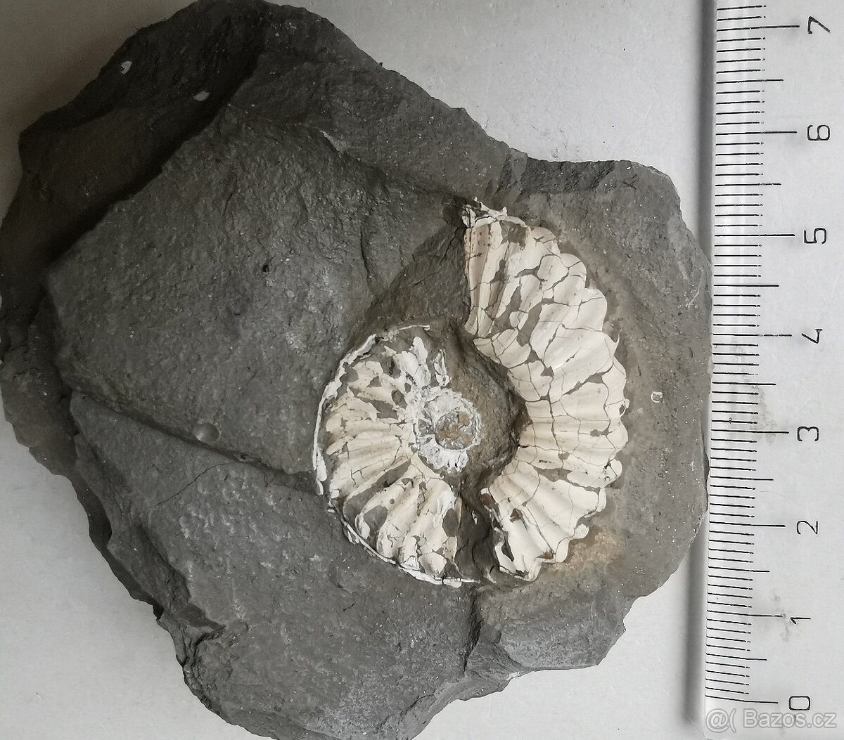 Amonit Pleuroceras spinatum - 2