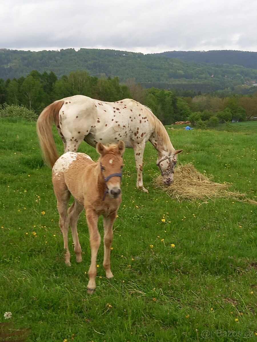 Appaloosa/Quarter horse - 2