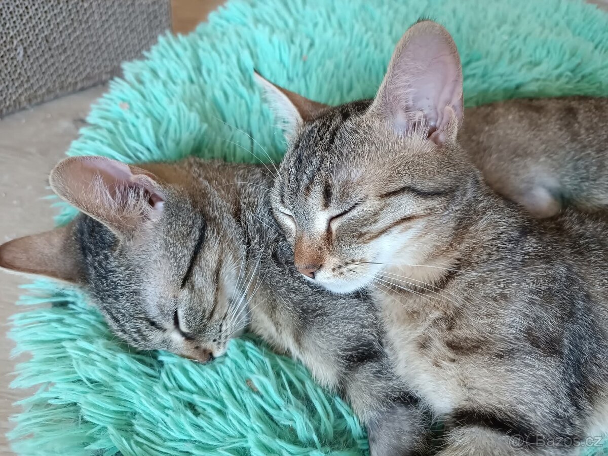 KÁJA a BÁJA ( adoptovaná ) - kastrované kočičkyíců - 2