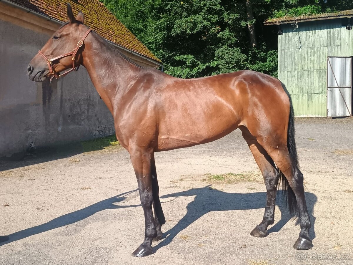 Šestiletá charakterní velká klisna - 2