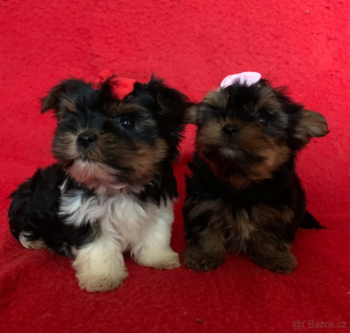 Jorkšírský teriér Biewer - 2