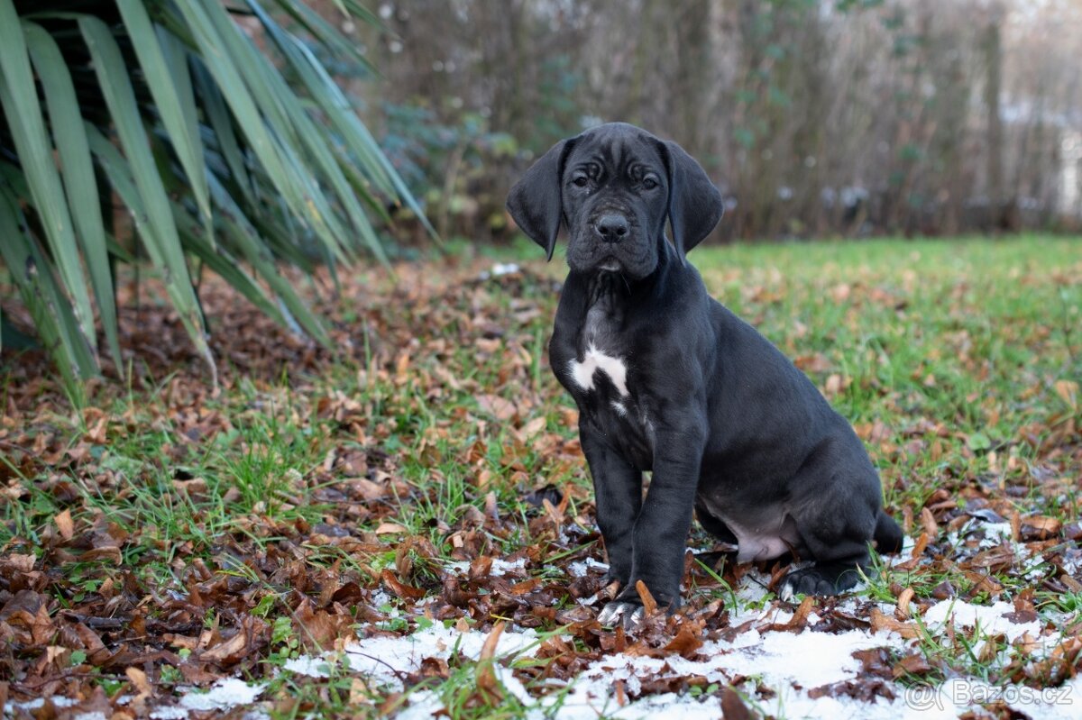 Německá doga s PP - 2