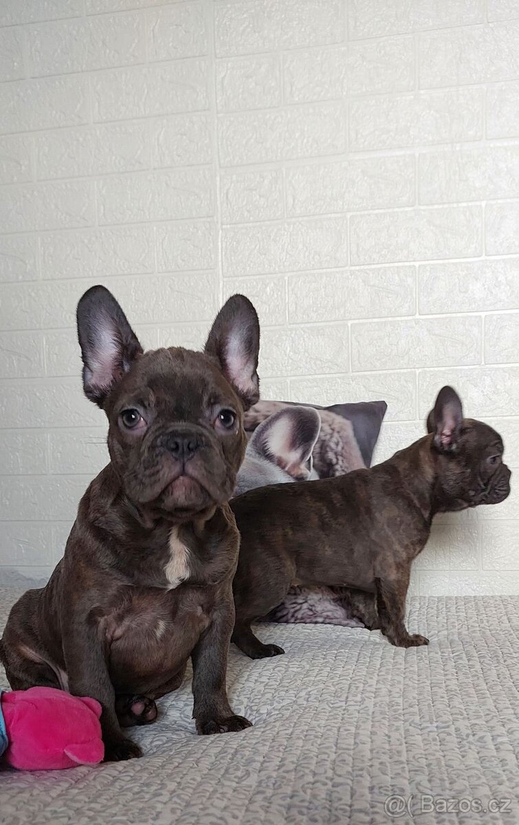 Francouzský buldoček – rozkošná štěňátka (fenka a pejsek) - 2