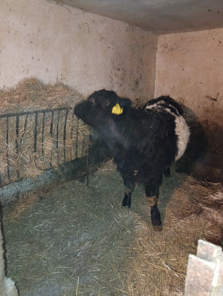 Prodám jalovici Galloway - 2
