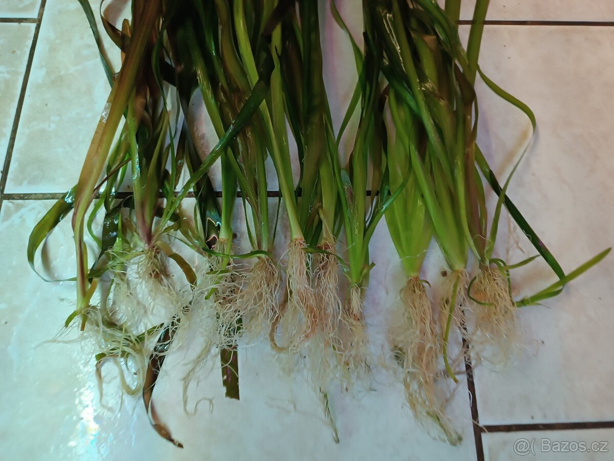 akvarijní rostliny - 2