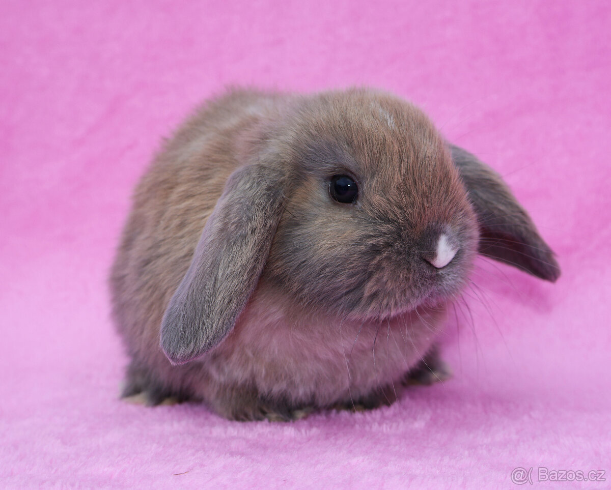 Zakrslý beránek samička . - 2