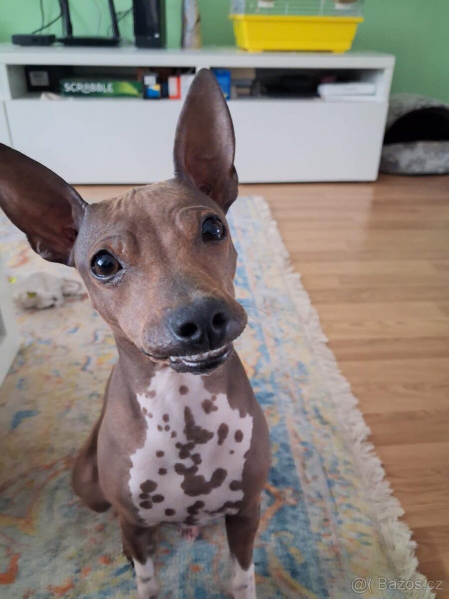 Americký bezsrstý teriér FCI - 2