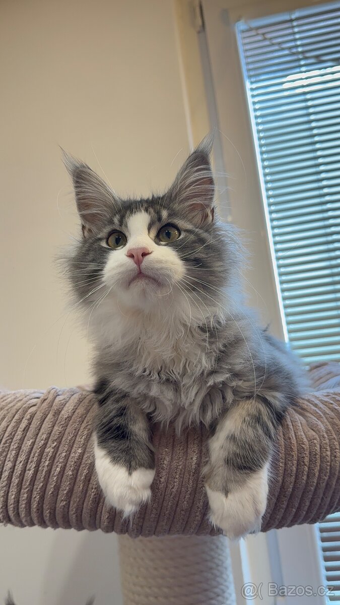 Kočka mainská mývalí s PP - 2