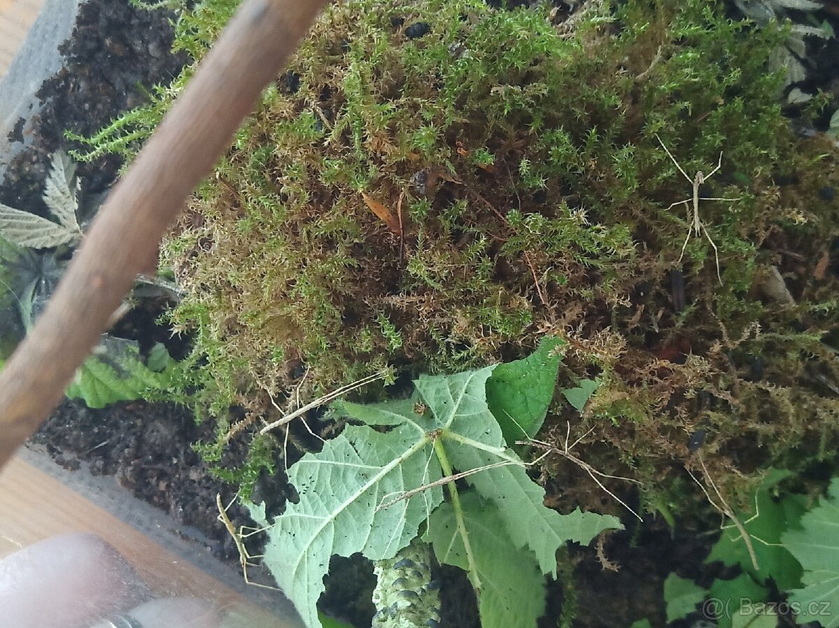 Prodám pakobylku rohatou - 2