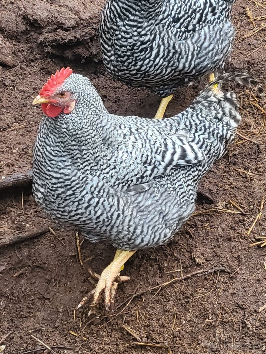 Prodám dva kohouty - 2