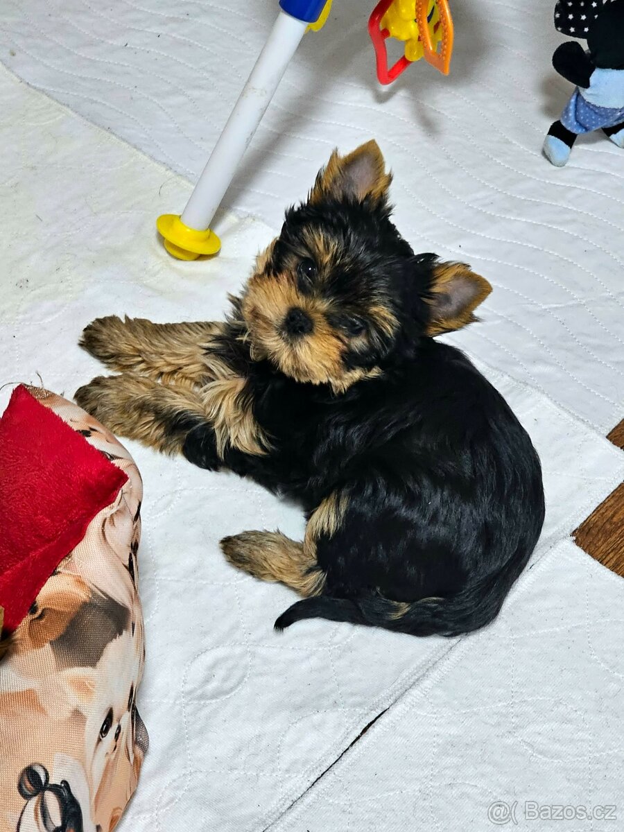 Jorkšírsky teriér s PP FCI - 2