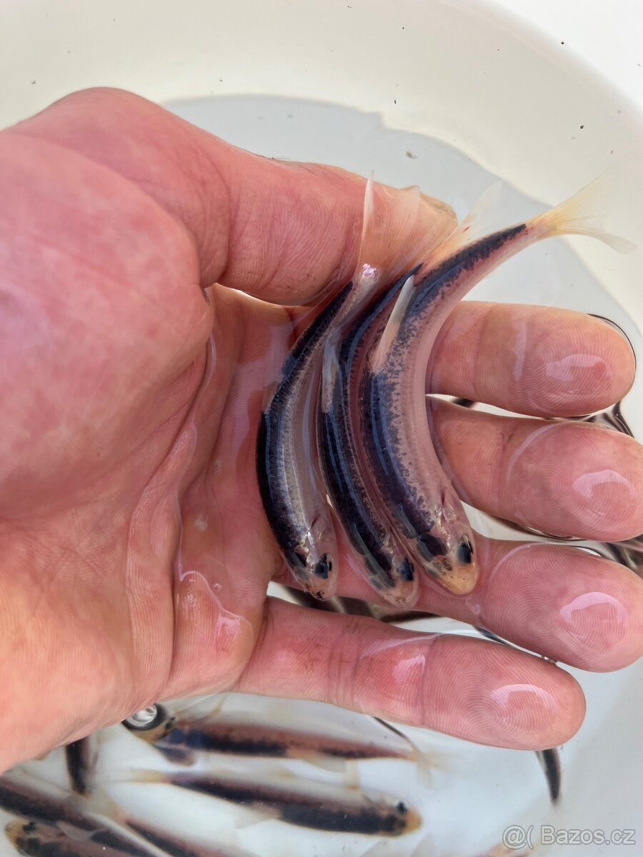 Jezírkové ryby - 2