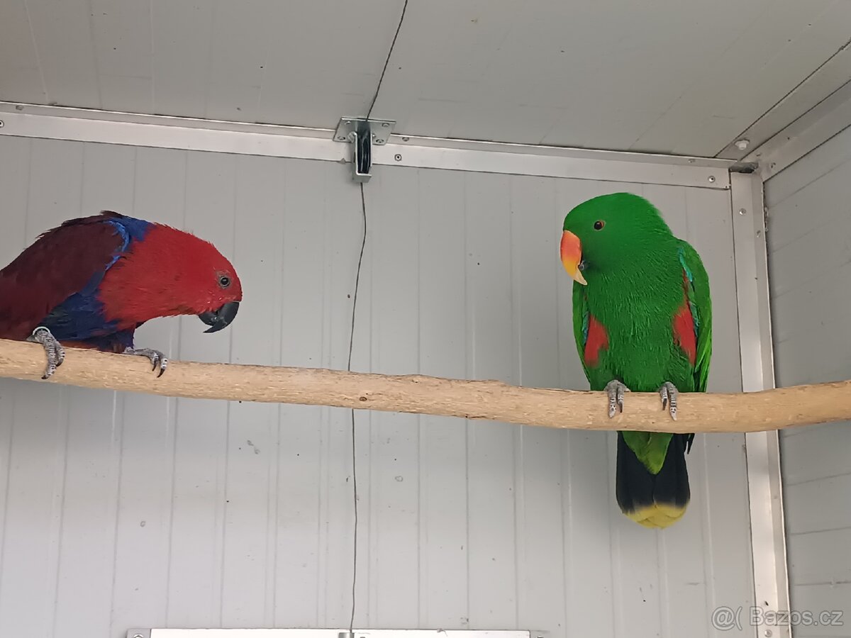 Eklektus různobarevny - 2